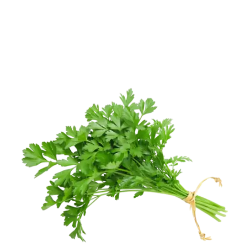 Coriander Coriander