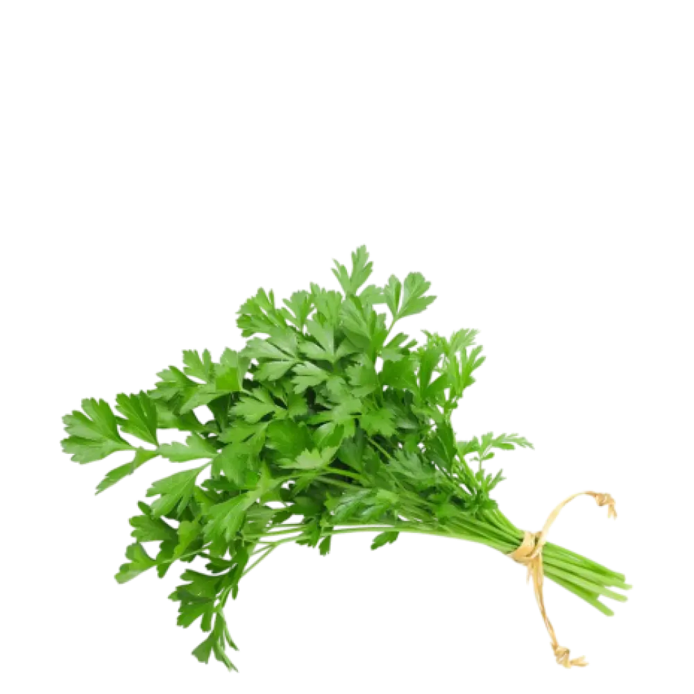 Coriander