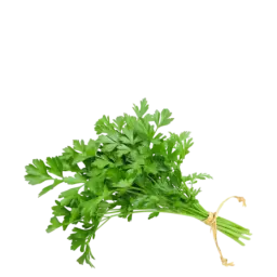 Coriander